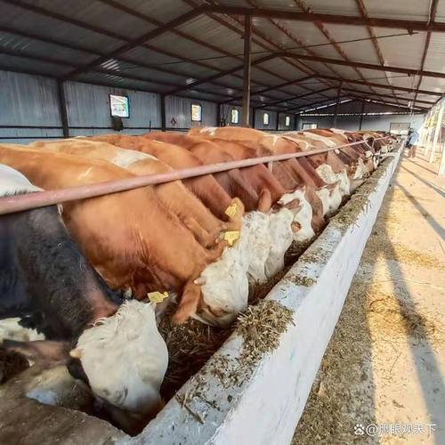 乳肉兼用牛品种有哪些？-图2