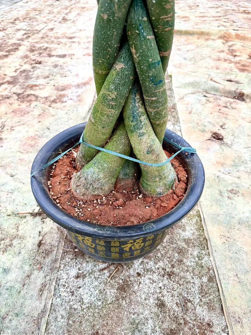 辫子发财树是什么品种-图2 辫子发财树是什么品种-图2