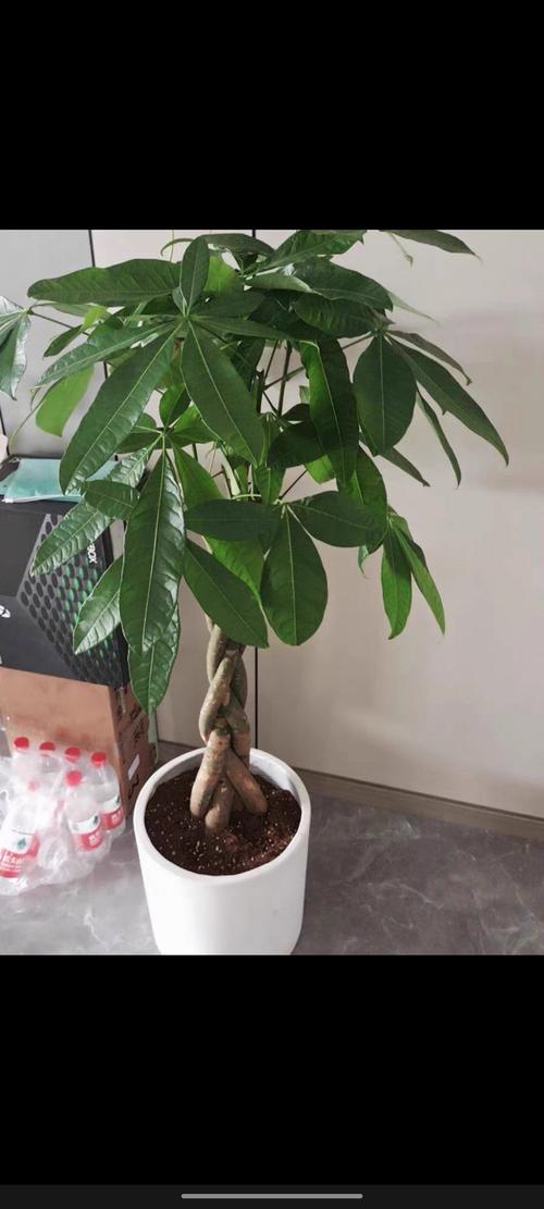 辫子发财树是什么品种-图3 辫子发财树是什么品种-图3