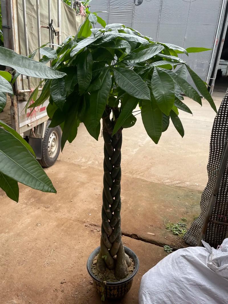 辫子发财树是什么品种-图1 辫子发财树是什么品种-图1