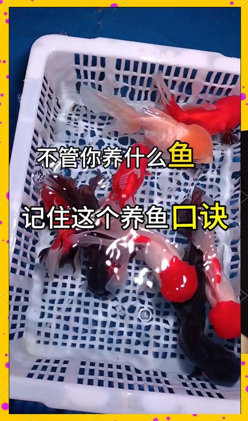 福寿鱼养殖关键技术有哪些？-图3