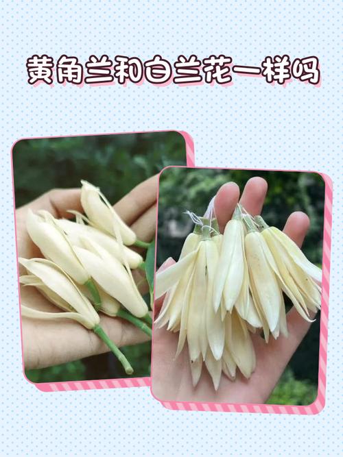 黄兰白兰哪个品种更好？-图2