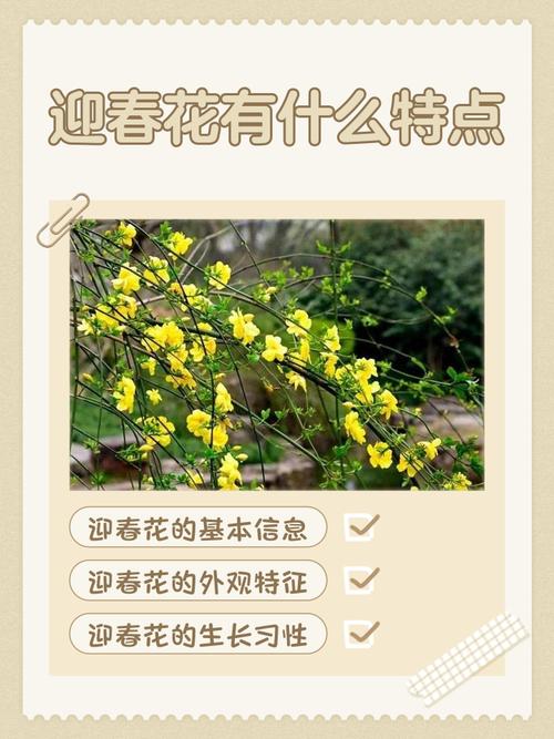 迎春花有哪些常见品种？-图3