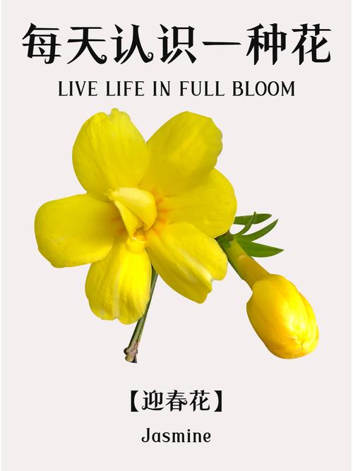 迎春花有哪些常见品种？-图2