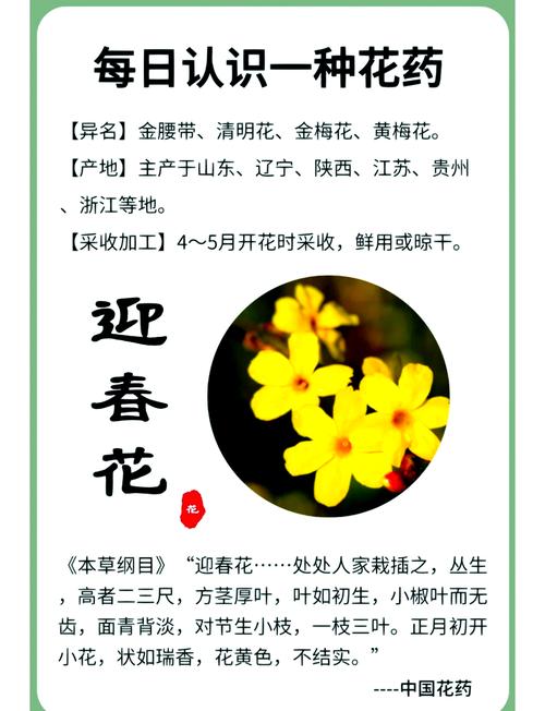 迎春花有哪些常见品种？-图1