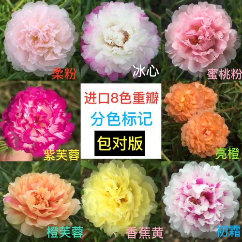 花期最长的向日葵品种-图3