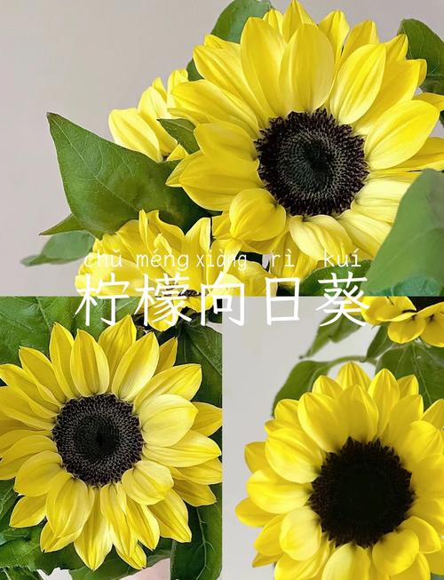 花期最长的向日葵品种-图1 花期最长的向日葵品种-图1