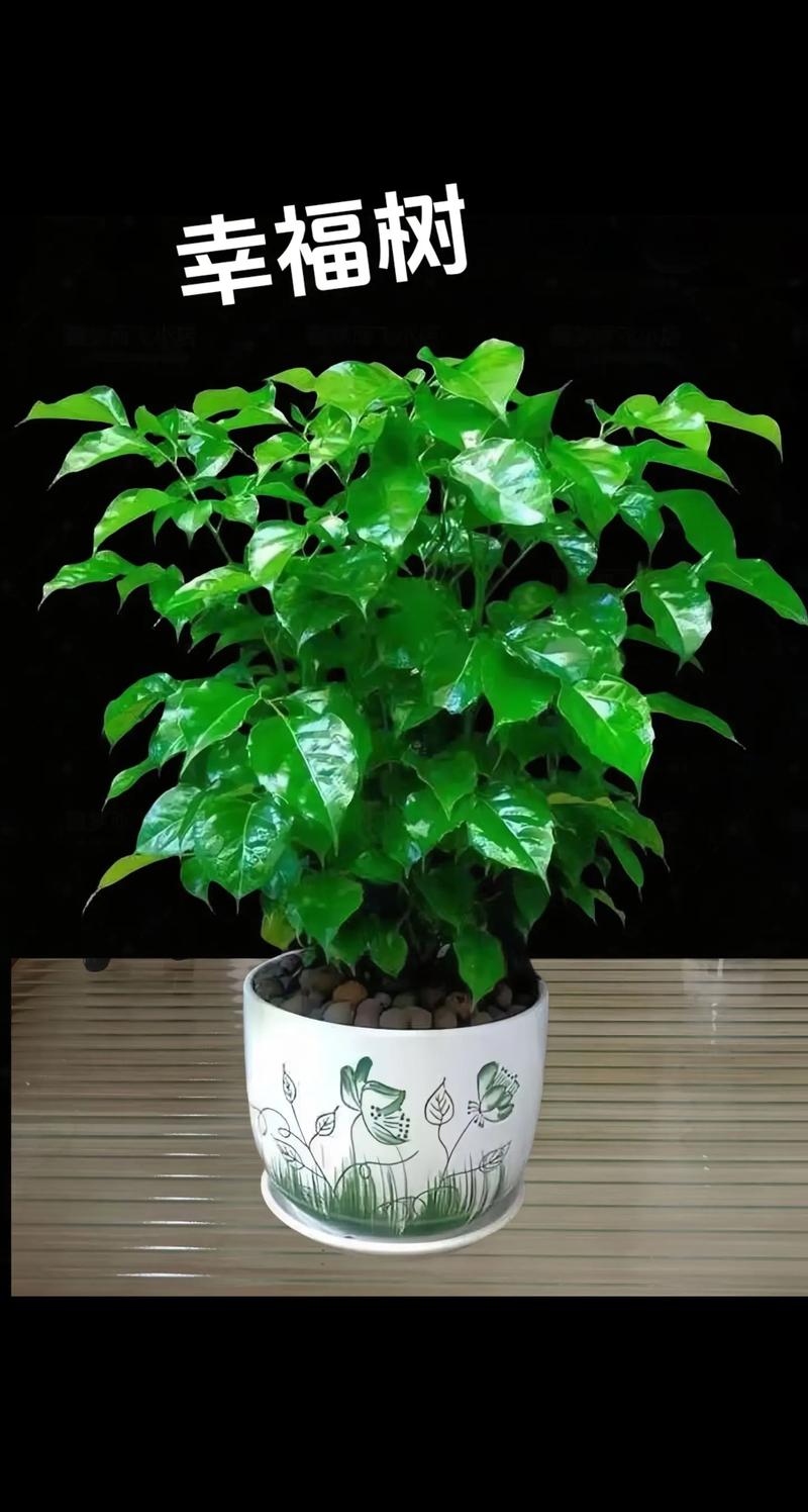 幸福树品种有哪些?图片大全能区分吗?-图1 幸福树品种有哪些?图片大全能区分吗?-图1