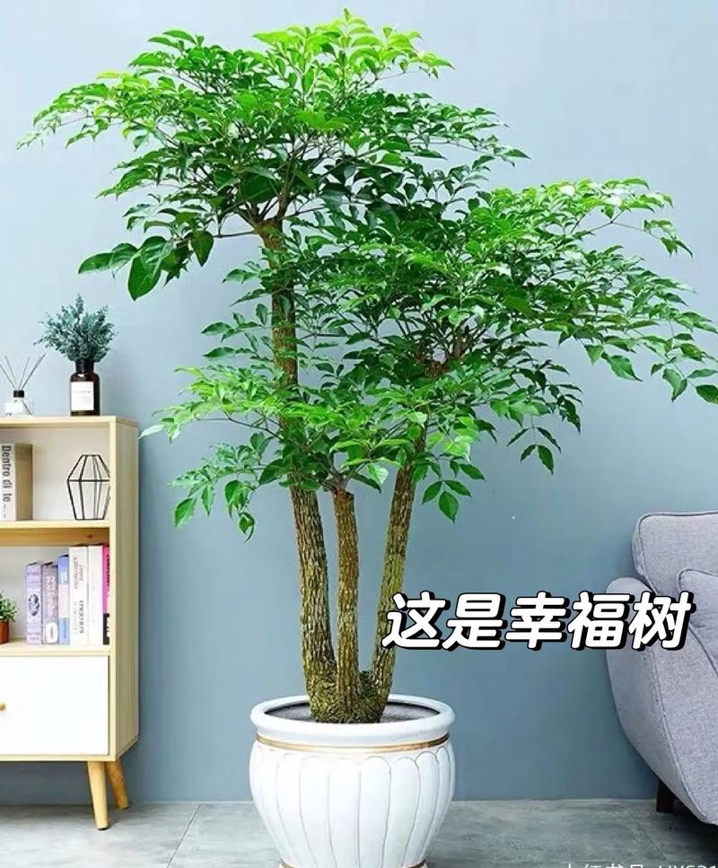 幸福树品种有哪些?图片大全能区分吗?-图2 幸福树品种有哪些?图片大全能区分吗?-图2