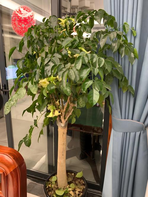 幸福树品种有哪些?图片大全能区分吗?-图3 幸福树品种有哪些?图片大全能区分吗?-图3