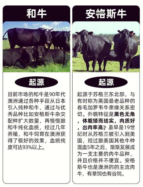 肉牛生产上的主要品种-图3 肉牛生产上的主要品种-图3