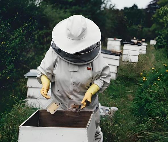 养老虎蜂技术视频全集,真能学会吗?-图2 养老虎蜂技术视频全集,真能学会吗?-图2