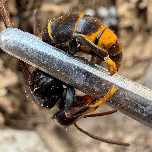 养老虎蜂技术视频全集,真能学会吗?-图1 养老虎蜂技术视频全集,真能学会吗?-图1