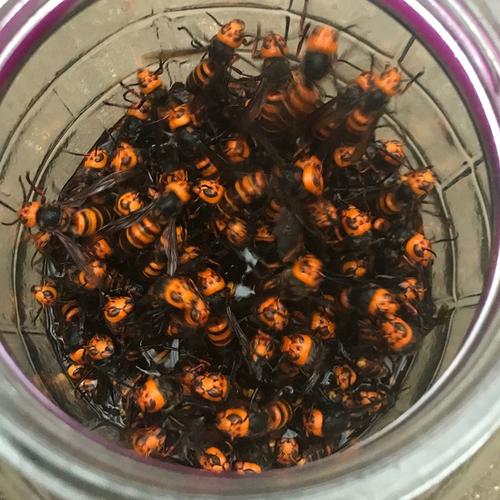 养老虎蜂技术视频全集,真能学会吗?-图3 养老虎蜂技术视频全集,真能学会吗?-图3