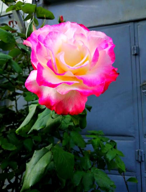 月季花哪些品种颜值最高？-图2