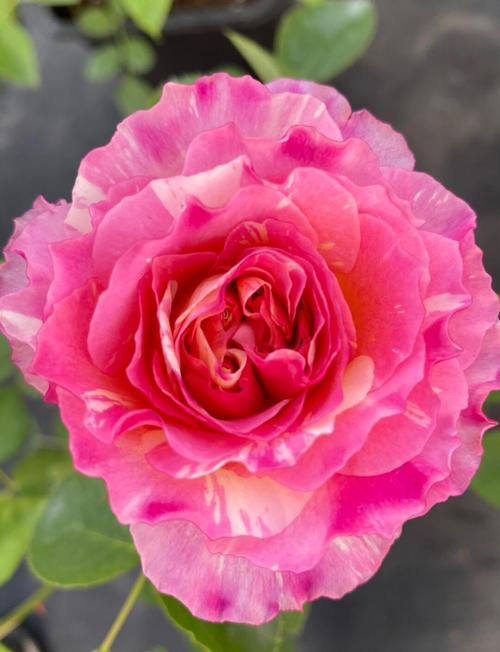 月季花哪些品种颜值最高？-图1