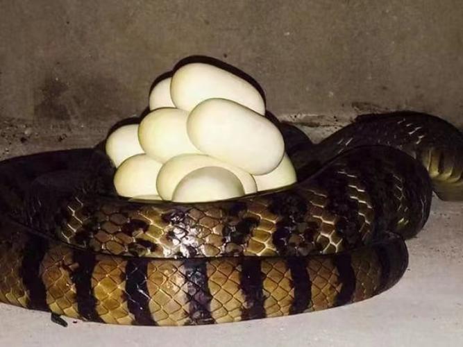 2025年水律蛇蛋价格会涨还是跌?-图3 2025年水律蛇蛋价格会涨还是跌?-图3