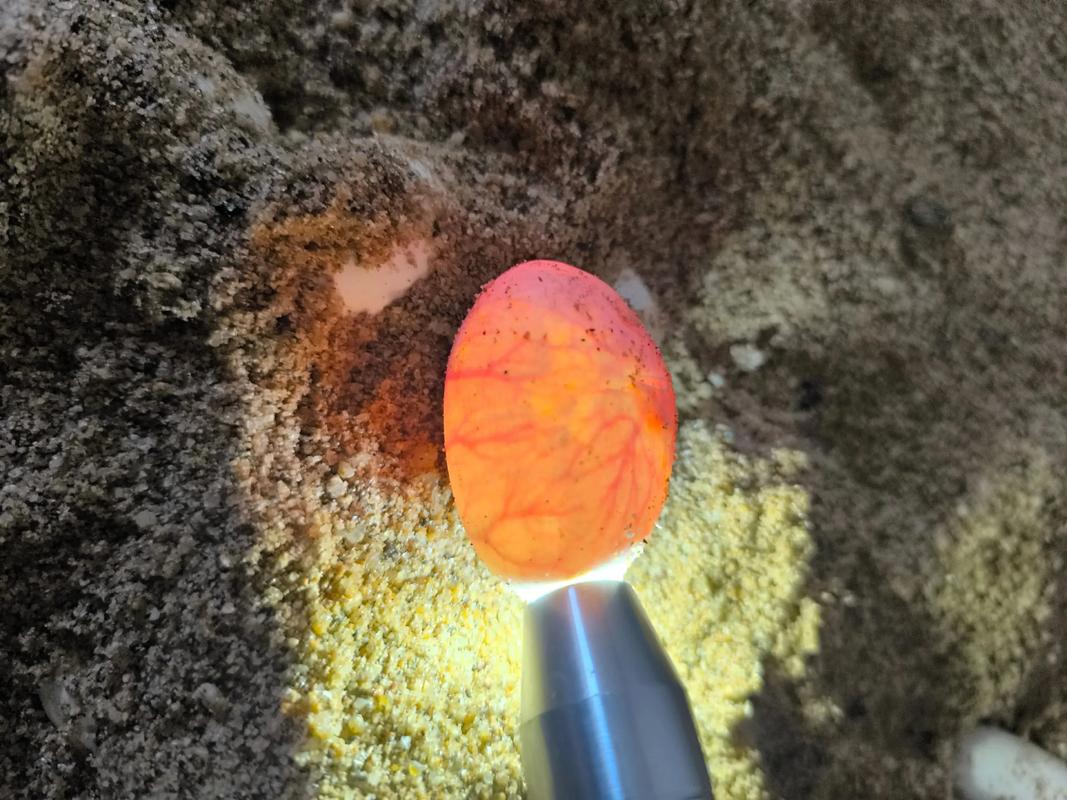 2025年水律蛇蛋价格会涨还是跌?-图2 2025年水律蛇蛋价格会涨还是跌?-图2