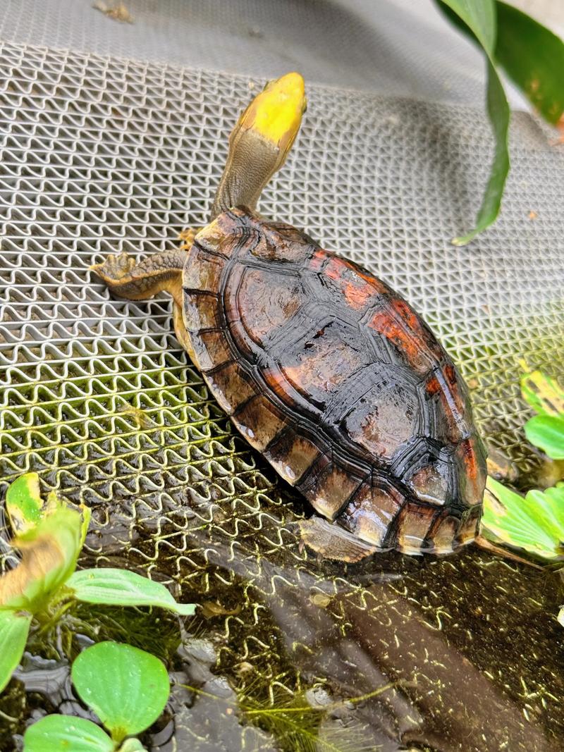 2025年金头闭壳龟价格会涨还是跌？-图2