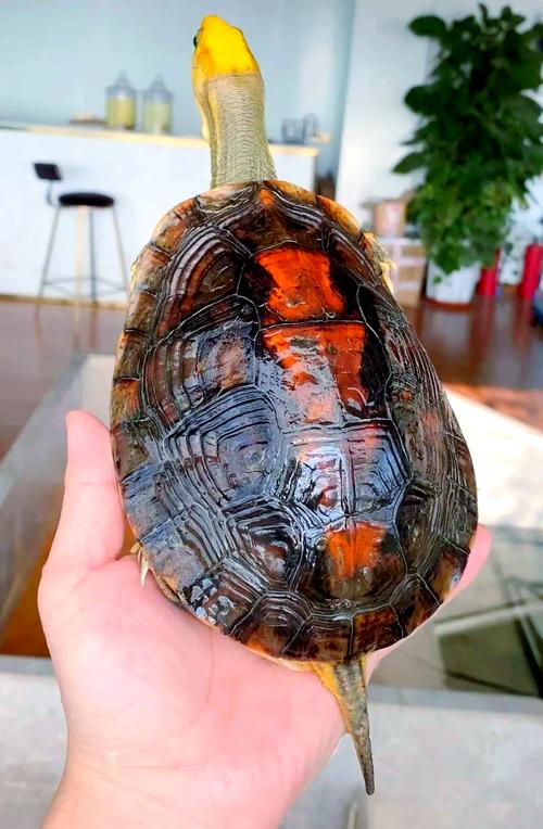 2025年金头闭壳龟价格会涨还是跌？-图3