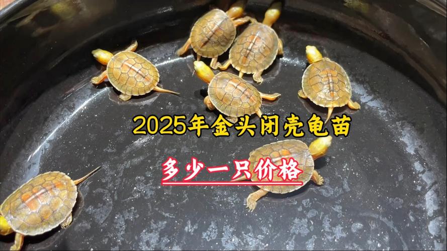 2025年金头闭壳龟价格会涨还是跌？-图1