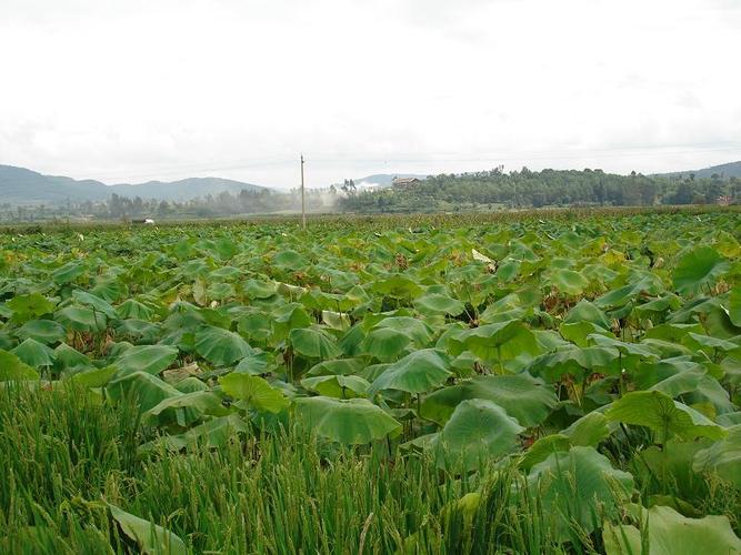 东北浅水莲藕种植技术-图3 东北浅水莲藕种植技术-图3