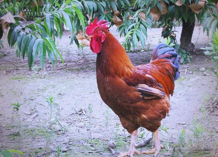 中国土鸡高产蛋鸡品种有哪些?-图3 中国土鸡高产蛋鸡品种有哪些?-图3