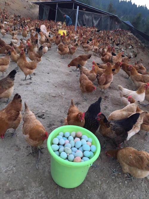 中国土鸡高产蛋鸡品种有哪些?-图2 中国土鸡高产蛋鸡品种有哪些?-图2