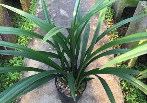 企剑白墨哪个品种最好?-图2 企剑白墨哪个品种最好?-图2