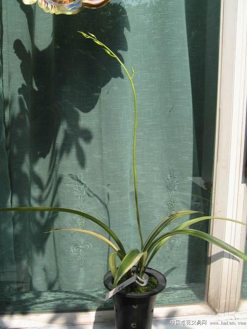 企剑白墨哪个品种最好?-图3 企剑白墨哪个品种最好?-图3