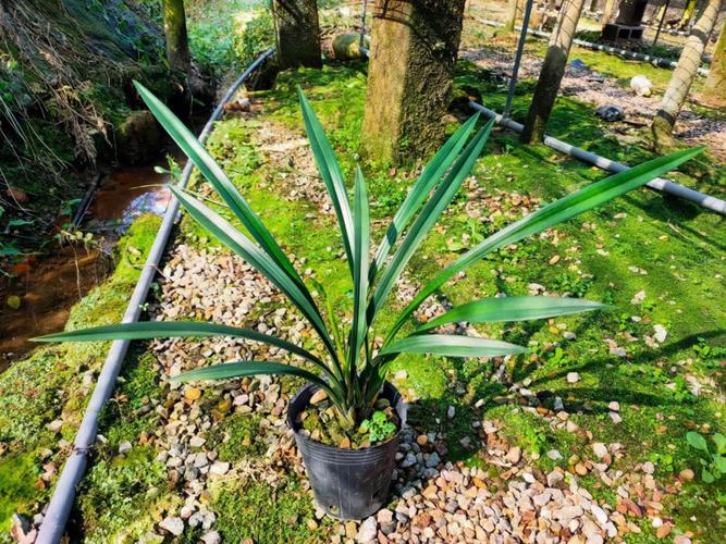 企剑白墨哪个品种最好?-图1 企剑白墨哪个品种最好?-图1