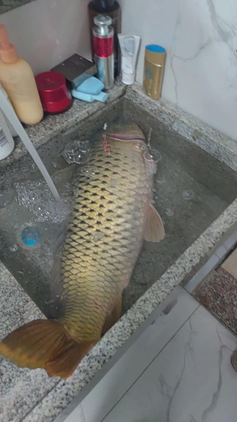 2025年鲤鱼价格会涨还是跌?-图1 2025年鲤鱼价格会涨还是跌?-图1