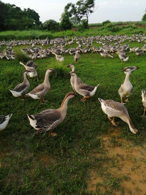 养鹅种什么牧草品种最合适?-图1 养鹅种什么牧草品种最合适?-图1