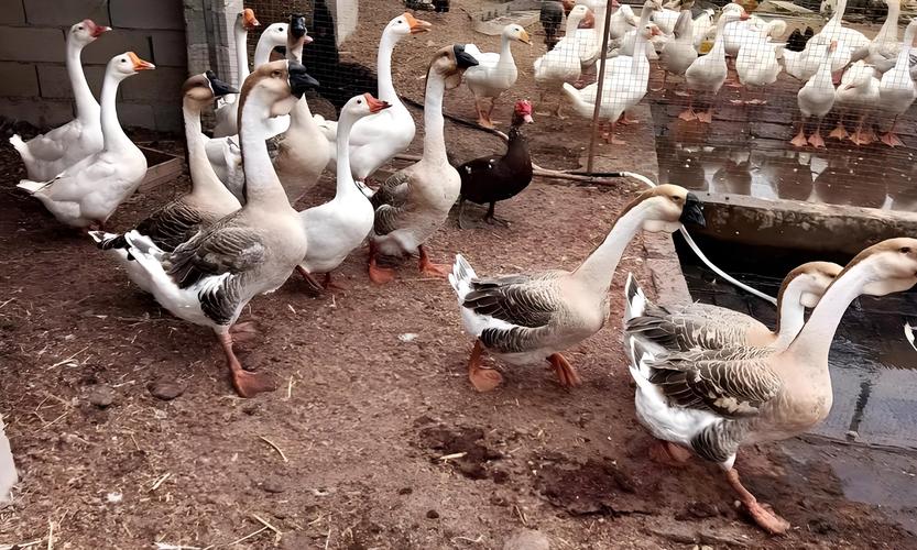 养鹅种什么牧草品种最合适?-图2 养鹅种什么牧草品种最合适?-图2