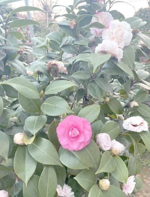 哪些茶花品种叶子大?-图3 哪些茶花品种叶子大?-图3