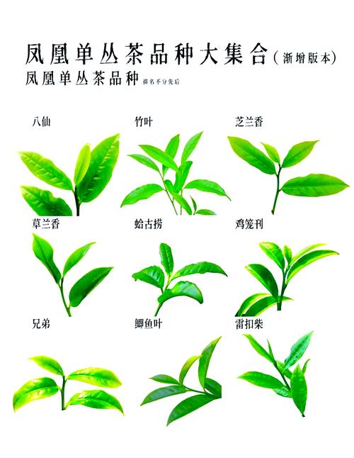 哪些茶花品种叶子大?-图2 哪些茶花品种叶子大?-图2