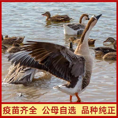 郎德鹅与白鹅杂交有何优势？-图3