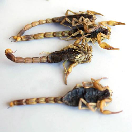 水蛭2025年干货价格-图2 水蛭2025年干货价格-图2