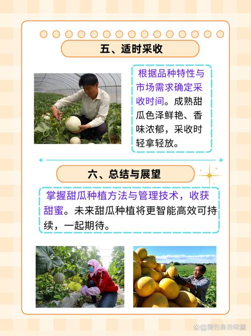 香瓜种植技术最新书有何新突破?-图3 香瓜种植技术最新书有何新突破?-图3