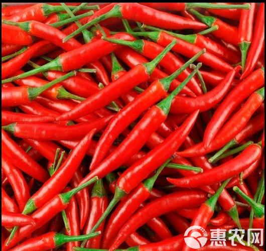 小米辣品种到底有哪些?-图3 小米辣品种到底有哪些?-图3