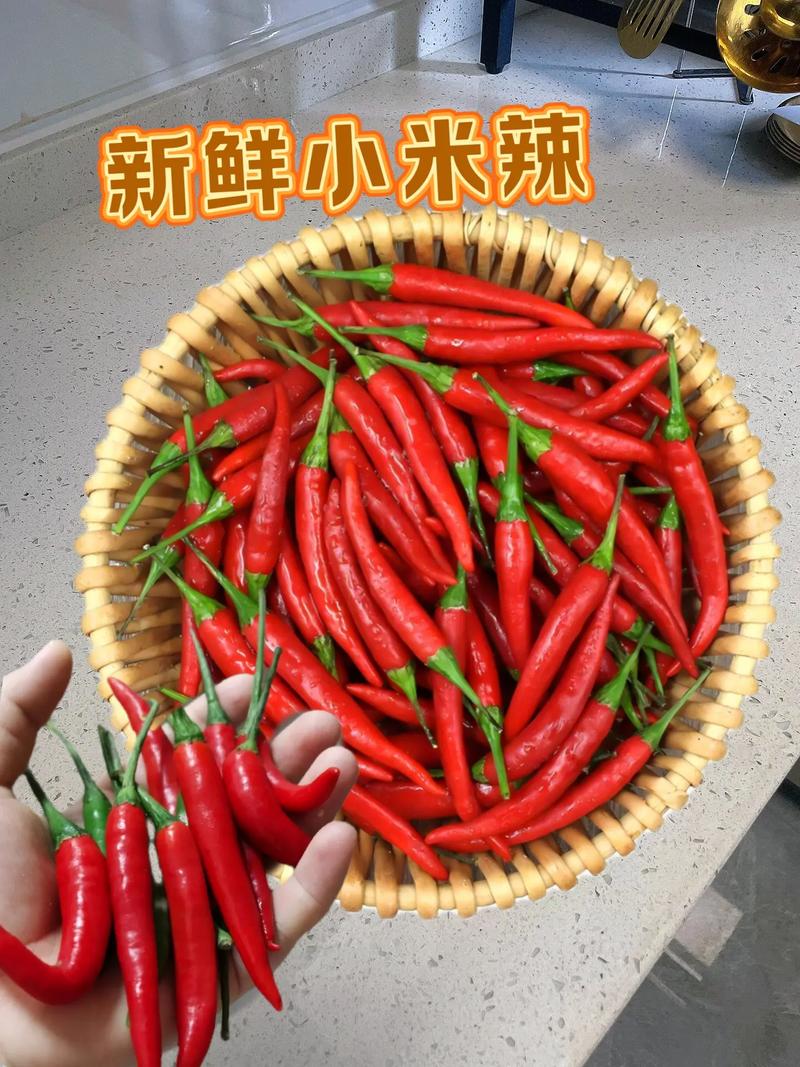 小米辣品种到底有哪些?-图2 小米辣品种到底有哪些?-图2
