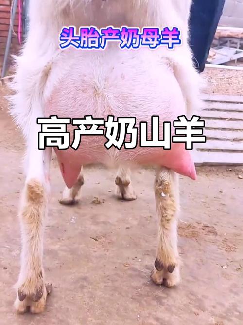 萨能奶山羊2025价格-图2