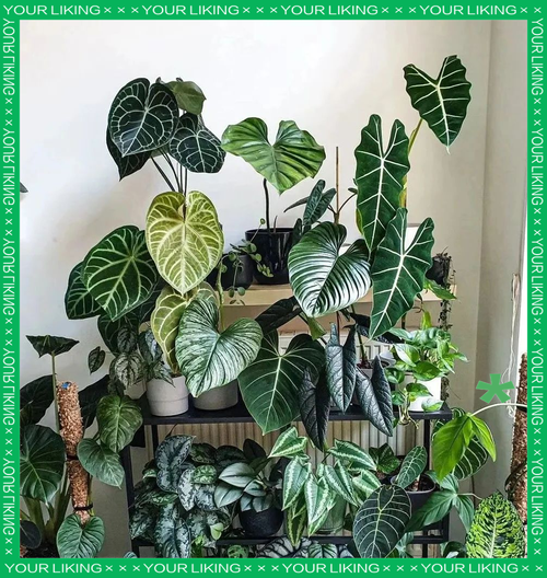 龟背竹到底有多少个品种?-图2 龟背竹到底有多少个品种?-图2