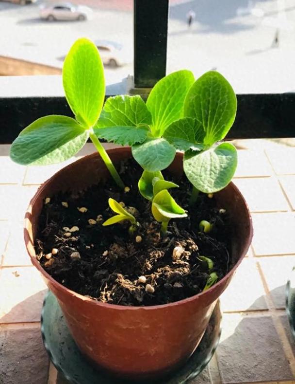 菜用南瓜苗 种植技术-图3 菜用南瓜苗 种植技术-图3