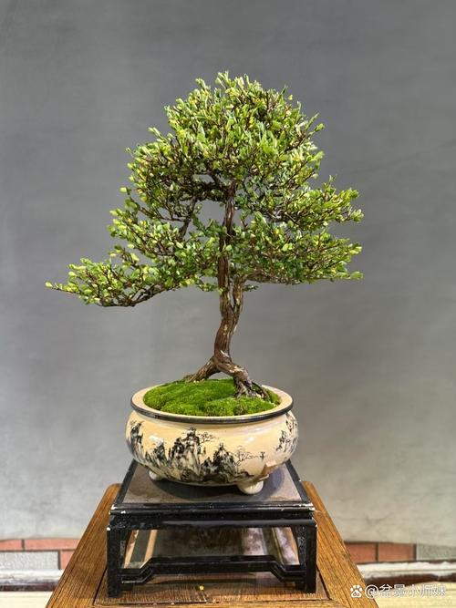 盆景木本一般都是品种-图1 盆景木本一般都是品种-图1