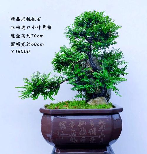 盆景木本一般都是品种-图2 盆景木本一般都是品种-图2