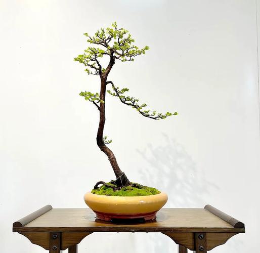 盆景木本一般都是品种-图3 盆景木本一般都是品种-图3
