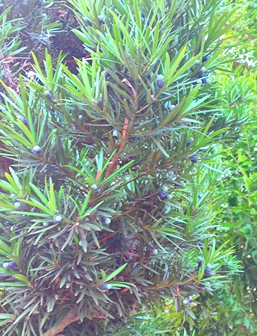 罗汉松结果吗?什么品种会结果?-图2 罗汉松结果吗?什么品种会结果?-图2