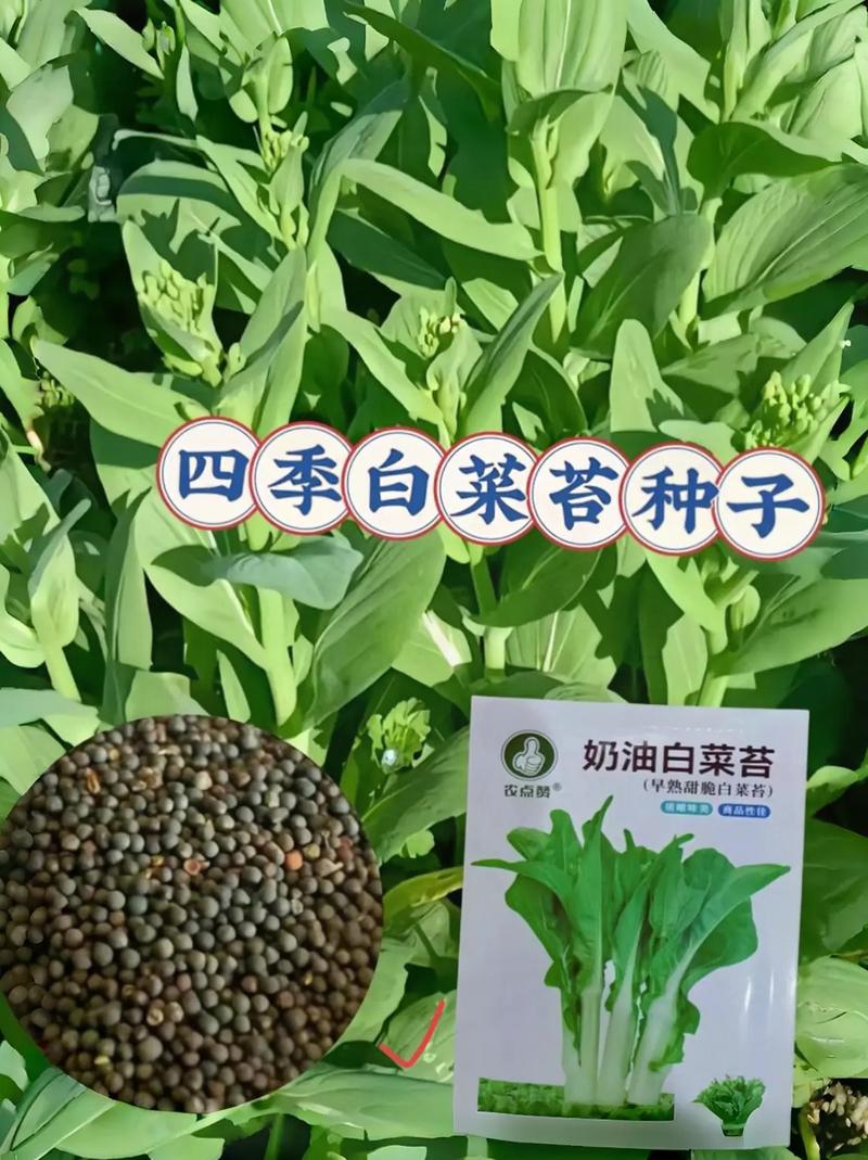 小白菜苔品种有哪些?附图片详解-图3 小白菜苔品种有哪些?附图片详解-图3