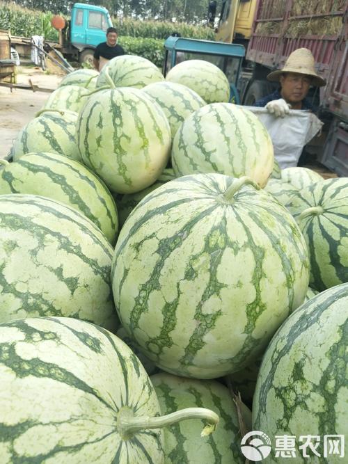 西瓜花无籽品种有哪些-图1